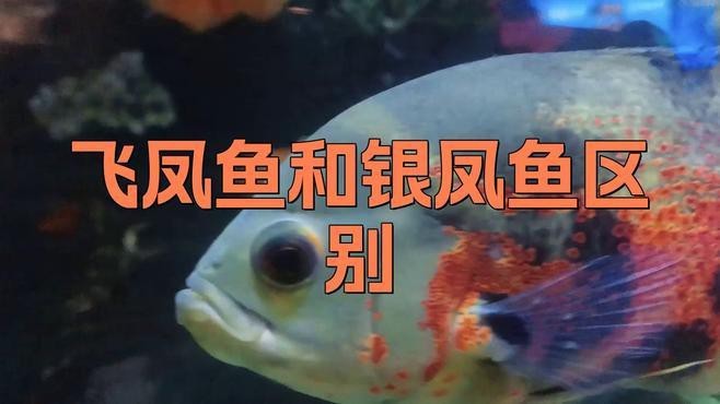 飛鳳魚(yú)和銀鳳魚(yú)區(qū)別