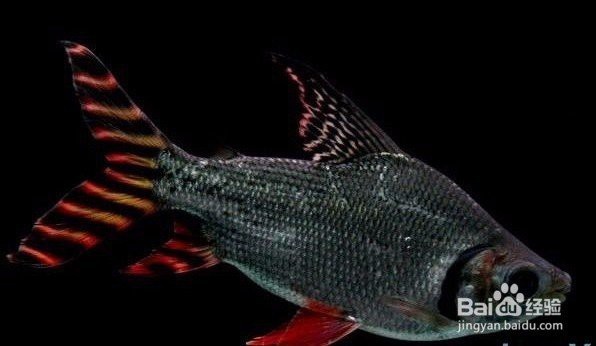 飛鳳魚(yú)和銀鳳魚(yú)區(qū)別