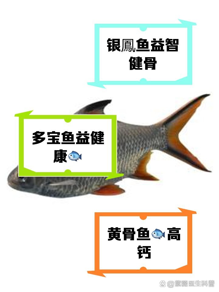 飛鳳魚(yú)和銀鳳魚(yú)區(qū)別