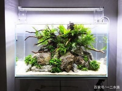 魚缸設備維護周期指南：魚缸水質檢測方法，魚缸清潔工具選擇指南