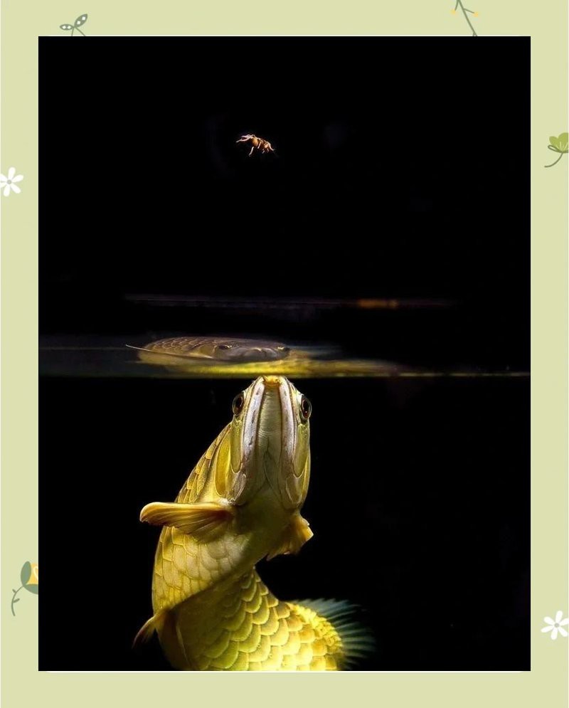 金龍魚(yú)長(zhǎng)到50得多久
