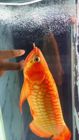 能提供龍魚發色過程的圖片嗎？