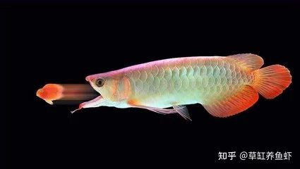 龍魚的野生環境有哪些特點：龍魚的野生環境有哪些特點龍魚的野生環境有哪些特點