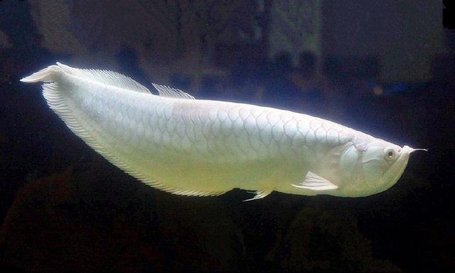白化銀龍魚和雪龍魚的區別在哪里（白化銀龍魚和雪龍魚在多個方面存在顯著的區別主要體現在多個方面） 白化銀龍魚和雪龍魚的區別在哪里（白化銀龍魚和雪龍魚在多個方面存在顯著的區別主要體現在多個方面） 龍魚百科 第1張