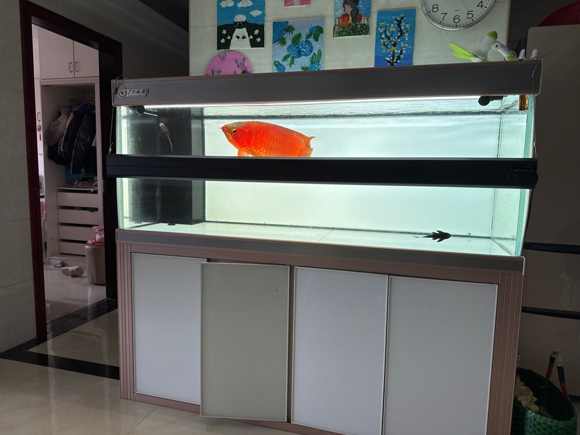 魚到家7年留念