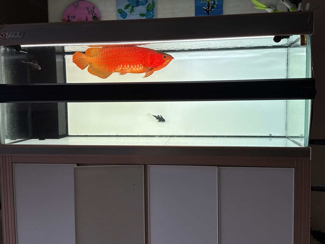 魚到家7年留念