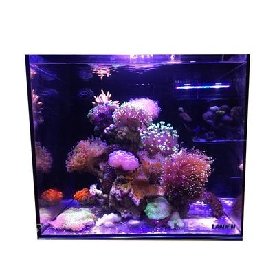 海缸與純魚缸造景的基本要素和技巧