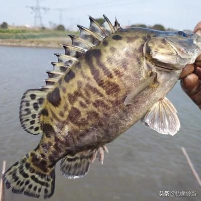 中華鱘和娃娃魚龍魚哪個貴（中華鱘、娃娃魚、龍魚的市場價格）