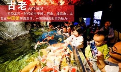 中華鱘和娃娃魚龍魚哪個貴（中華鱘、娃娃魚、龍魚的市場價格）