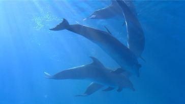 中華鱘和娃娃魚龍魚哪個貴（中華鱘、娃娃魚、龍魚的市場價格）