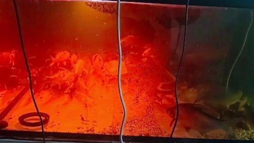 龍魚死亡后如何處理