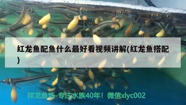 呼和浩特回民區運鴻水族店 呼和浩特回民區運鴻水族店 全國水族館企業名錄