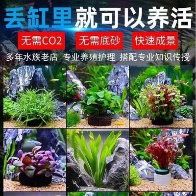 地缸魚缸圖片:地缸魚缸圖片網(wǎng)站 魚缸百科 第4張 地缸魚缸圖片:地缸魚缸圖片網(wǎng)站 地缸魚缸圖片:地缸魚缸圖片網(wǎng)站 魚缸百科 第4張