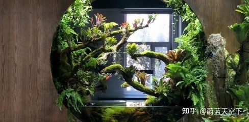 廣州魚缸造景公司哪家好：廣州市天河區東棠借缸養魚水族店水族店&nbsp
