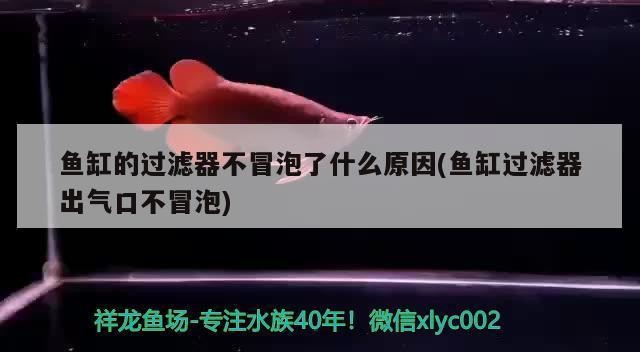 紅龍魚嘴唇發白（紅龍魚嘴唇發白了）