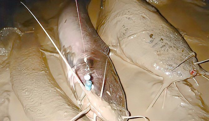 胡子魚和鯰魚的區別 胡子魚和鯰魚的區別 龍魚論壇 第1張