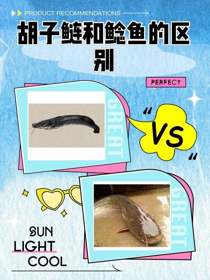 胡子魚和鯰魚的區別 胡子魚和鯰魚的區別 龍魚論壇 第3張