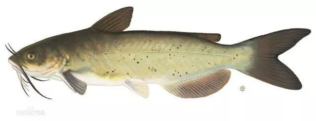 胡子魚和鯰魚的區別 胡子魚和鯰魚的區別 龍魚論壇 第5張