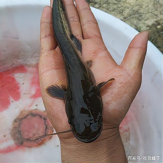 胡子魚和鯰魚的區別 胡子魚和鯰魚的區別 龍魚論壇 第12張