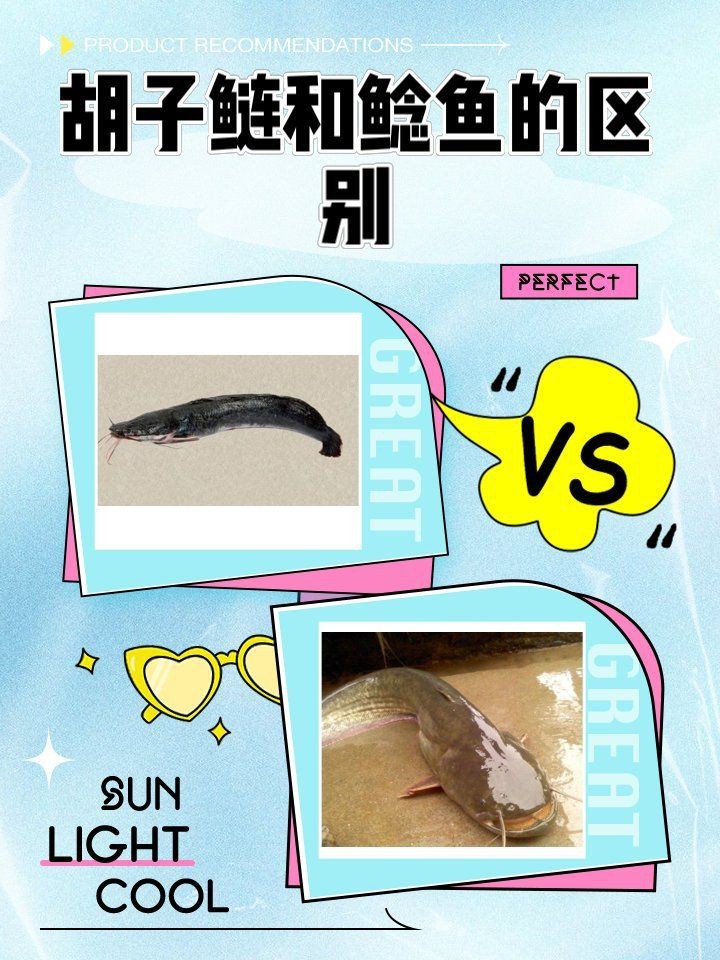胡子魚和鯰魚的區別 胡子魚和鯰魚的區別 龍魚論壇 第9張
