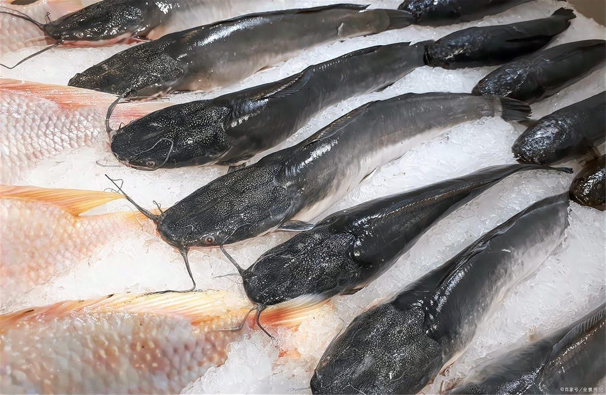 胡子魚和鯰魚的區別 胡子魚和鯰魚的區別 龍魚論壇 第16張
