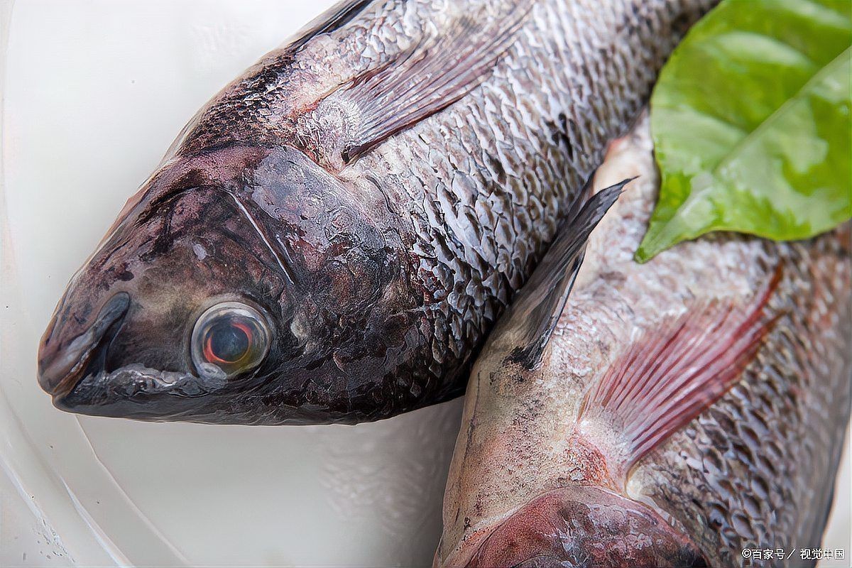 胡子魚和鯰魚的區別 胡子魚和鯰魚的區別 龍魚論壇 第14張