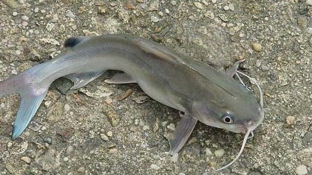 胡子魚和鯰魚的區別 胡子魚和鯰魚的區別 龍魚論壇 第18張