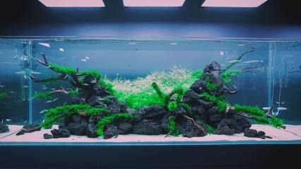 魚缸水渾濁怎么辦：剛換完的魚缸水渾濁可能由以下幾個(gè)原因?qū)е律鲜鲈? title=