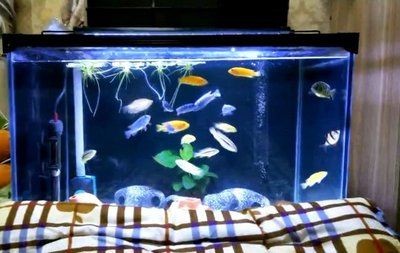 魚缸照明對水質影響：魚缸光照對水質的影響 魚缸照明對水質影響：魚缸光照對水質的影響 魚缸百科 第5張