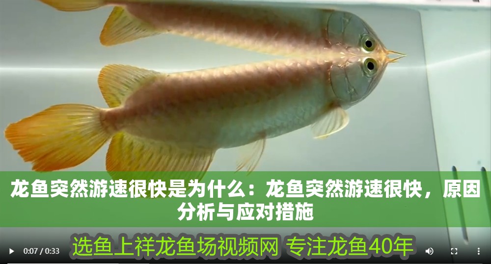 龍魚突然游速很快是為什么：龍魚突然游速很快，原因分析與應對措施