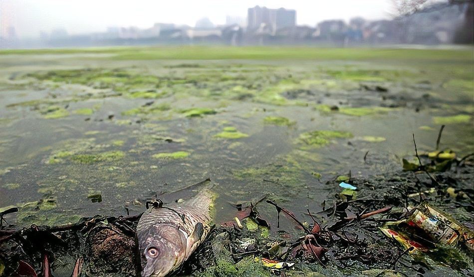 石狗仔魚為何要少吃 石狗仔魚為何要少吃 龍魚論壇 第9張