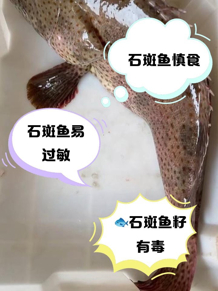 石狗仔魚為何要少吃 石狗仔魚為何要少吃 龍魚論壇 第8張