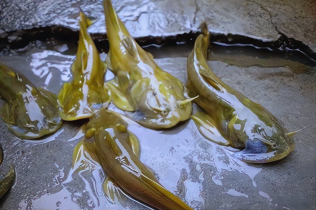 石狗仔魚為何要少吃 石狗仔魚為何要少吃 龍魚論壇 第10張