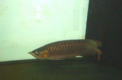 龍魚該怎么養才好：飼養龍魚需要注意的問題