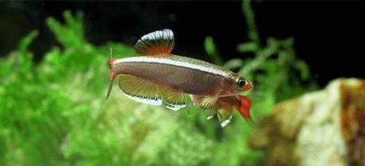 金魚扎堆的原因及處理方法：金魚扎堆可能由多種因素延伸閱讀發(fā)送金魚社交行為解析 金魚扎堆的原因及處理方法：金魚扎堆可能由多種因素延伸閱讀發(fā)送金魚社交行為解析 魚缸百科 第1張