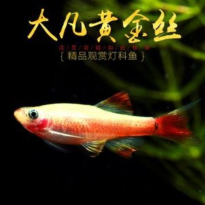 金魚扎堆的原因及處理方法：金魚扎堆可能由多種因素延伸閱讀發(fā)送金魚社交行為解析 金魚扎堆的原因及處理方法：金魚扎堆可能由多種因素延伸閱讀發(fā)送金魚社交行為解析 魚缸百科 第2張