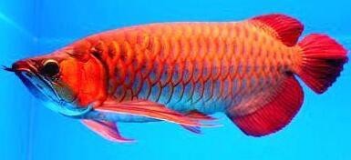 龍魚缸的最佳水位