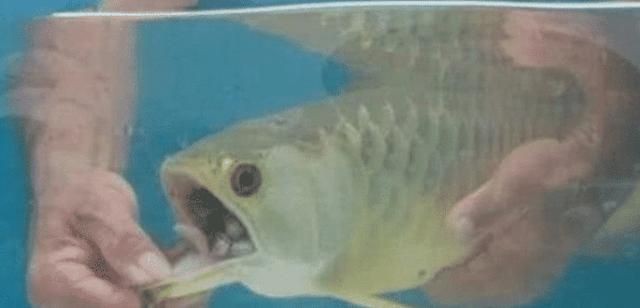 金龍魚不吃東西怎么辦：金龍魚不吃食怎么辦
