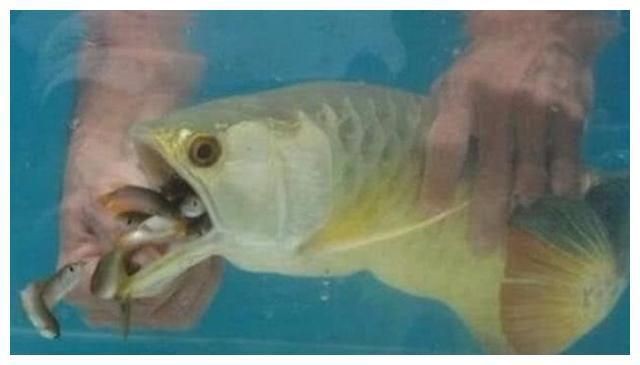 金龍魚不吃東西怎么辦：金龍魚不吃食怎么辦
