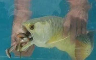 金龍魚不吃東西怎么辦：金龍魚不吃食怎么辦