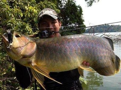 龍魚可以為主人當災(zāi)難嗎，風(fēng)水學(xué)中，龍魚死了可能會有以下幾種預(yù)兆 龍魚可以為主人當災(zāi)難嗎，風(fēng)水學(xué)中，龍魚死了可能會有以下幾種預(yù)兆 龍魚百科 第1張