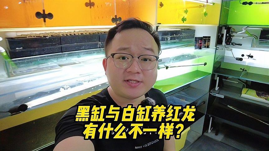 紅龍黑缸養好還是白缸好 紅龍黑缸養好還是白缸好 龍魚論壇 第6張
