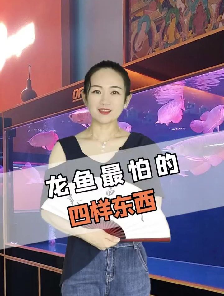 40cm龍魚最怕三個東西