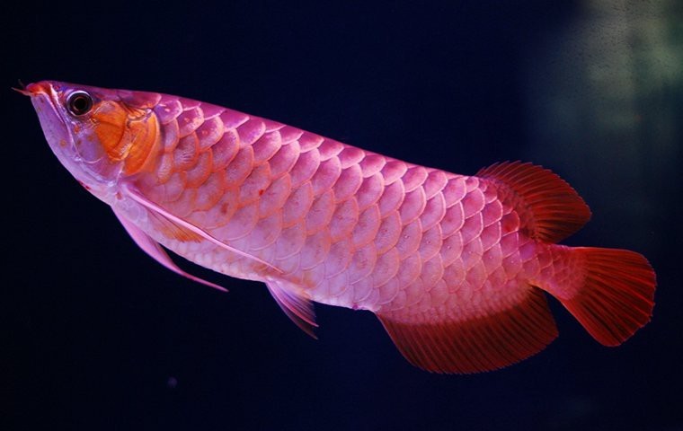 40cm龍魚最怕三個東西