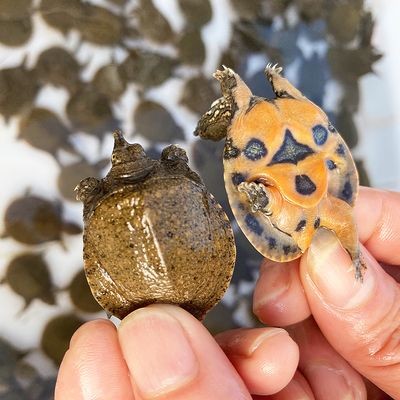 龍魚喂食小甲魚：喂食小甲魚時需要注意的問題，小甲魚喂養技巧分享