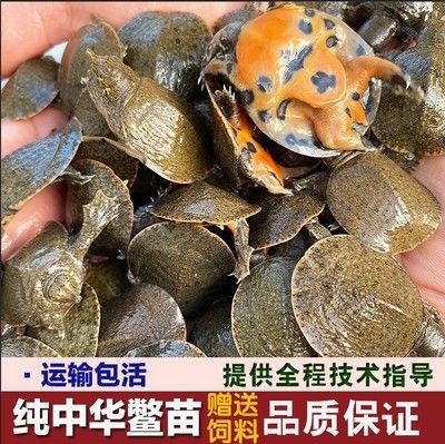 龍魚體外細菌多久能治好，如何判斷龍魚體外細菌感染是否好轉？ 龍魚體外細菌多久能治好，如何判斷龍魚體外細菌感染是否好轉？ 龍魚百科 第1張