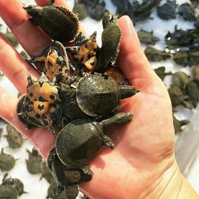 龍魚喂食小甲魚：喂食小甲魚時需要注意的問題，小甲魚喂養(yǎng)技巧分享