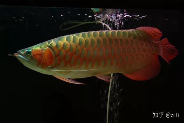 星點(diǎn)龍和金龍的區(qū)別