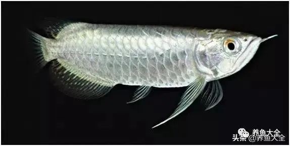 紅龍魚(yú)場(chǎng)最值得買(mǎi)的5種顏色
