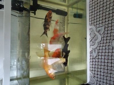 魚缸ds是什么品牌：ds魚缸是迪順品牌的嗎 魚缸ds是什么品牌：ds魚缸是迪順品牌的嗎 魚缸百科 第2張